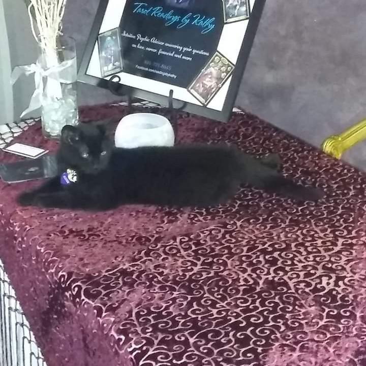 Our fur baby son, Aleister, making himself at home at Thomas's second job in Reynoldsville. 😻 #CrystalCauldrons