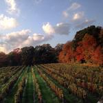 Sharpe Hill Vineyard