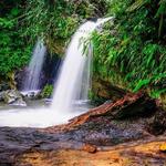 El Yunque National Forest