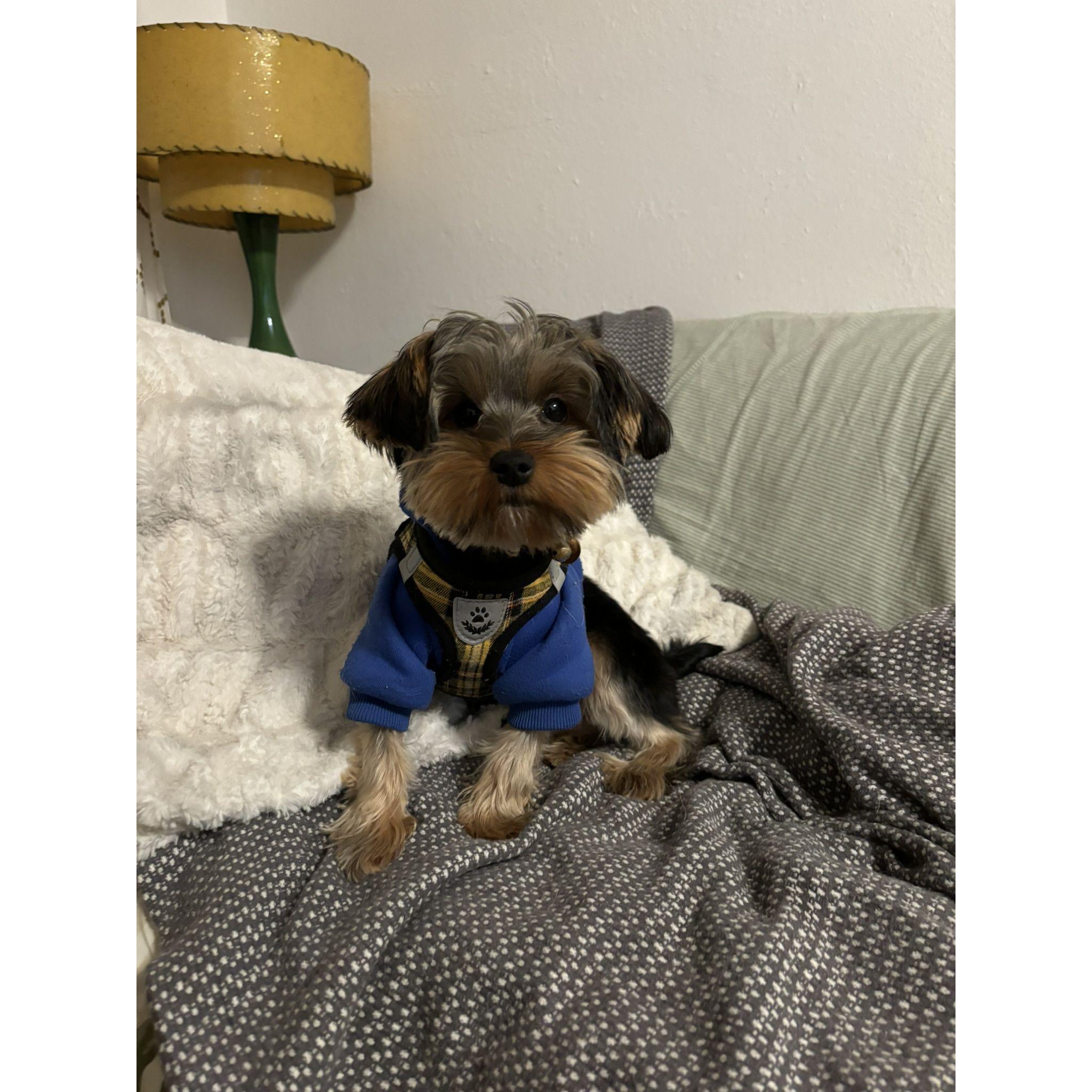 Our fur son Maui