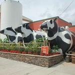 Ashe County Cheese