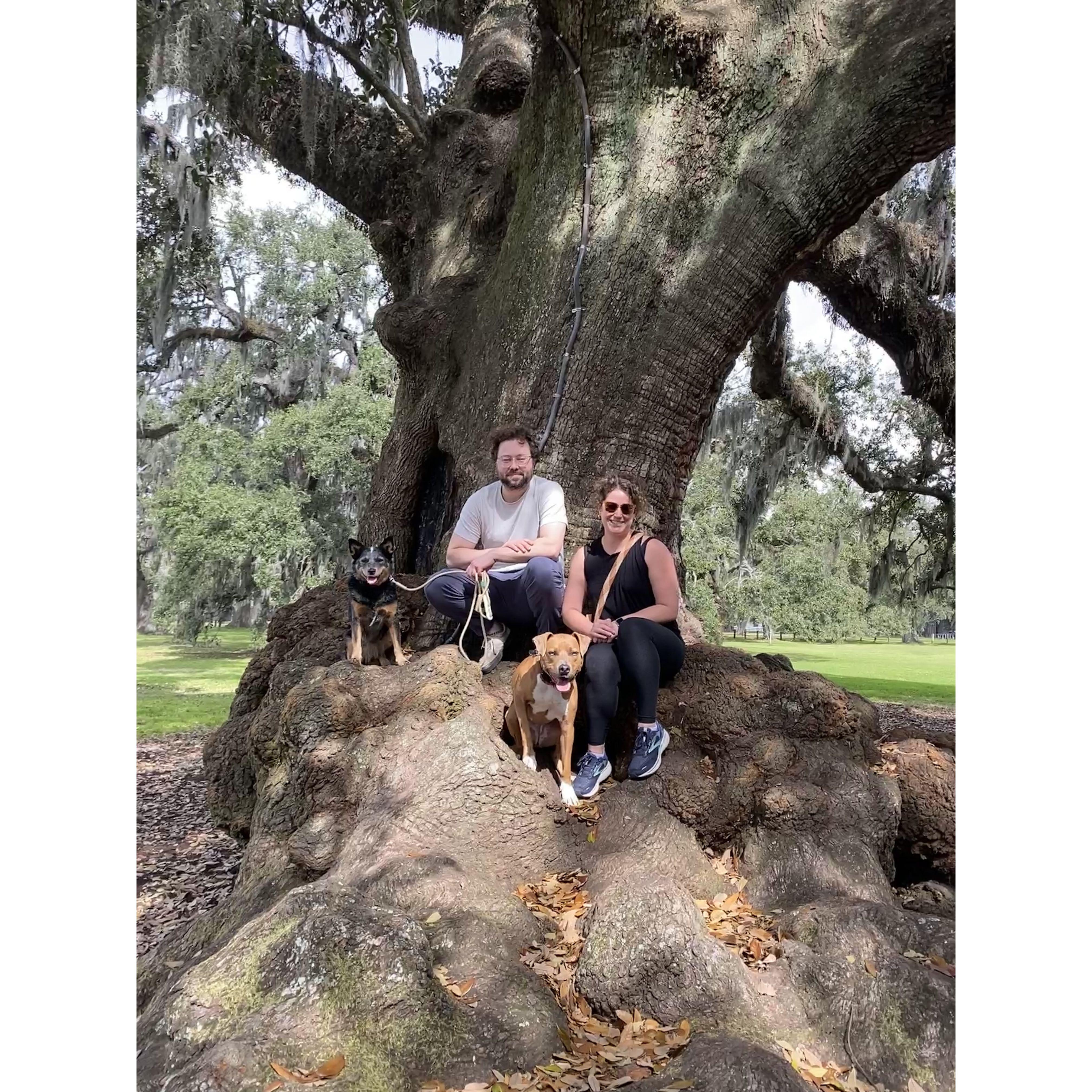 First family photo taken shortly after arriving in New Orleans. John proposed in this park, near this tree two years later.