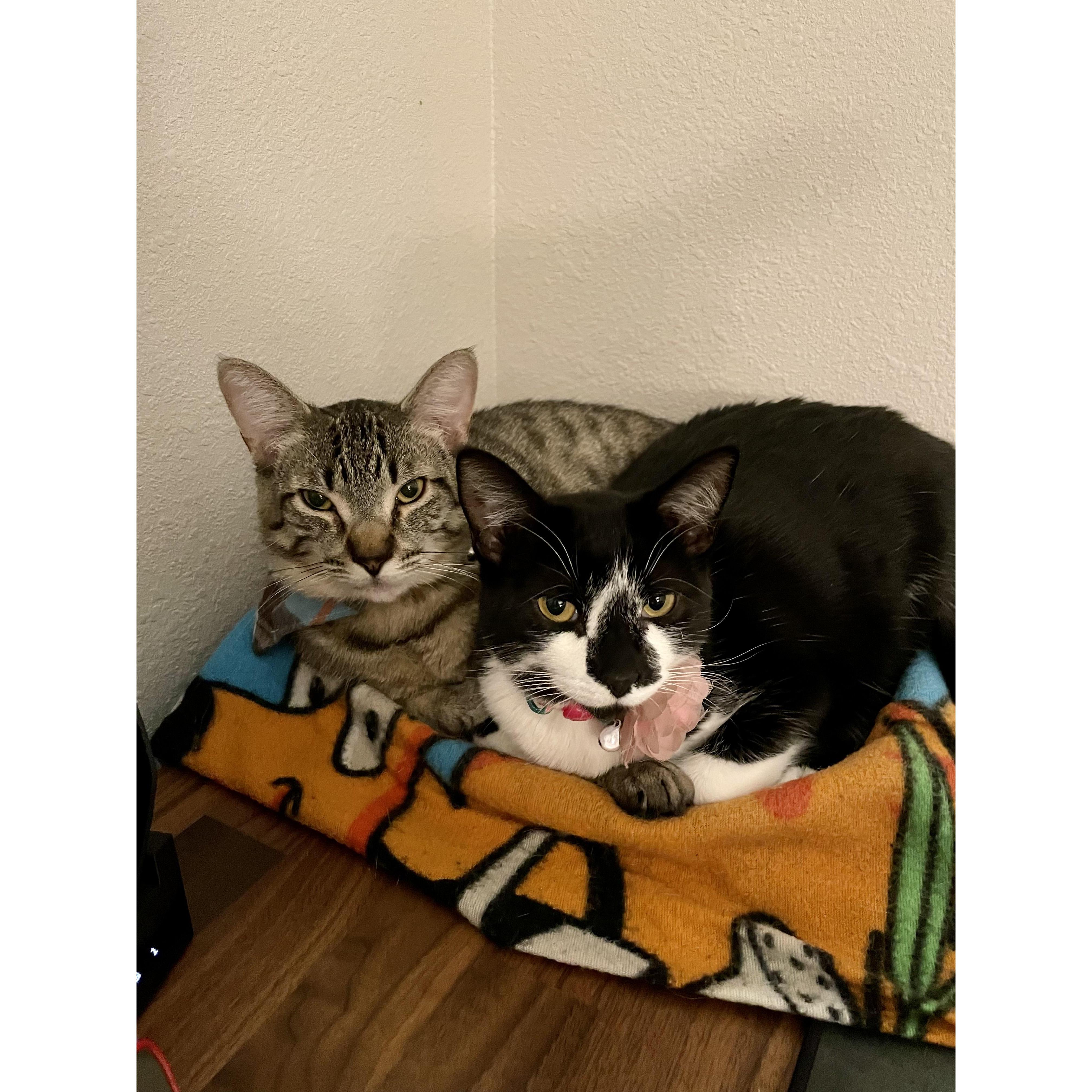 Our sweet furr babies Pebbles and Poppy.