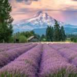Hood River Lavender Farms