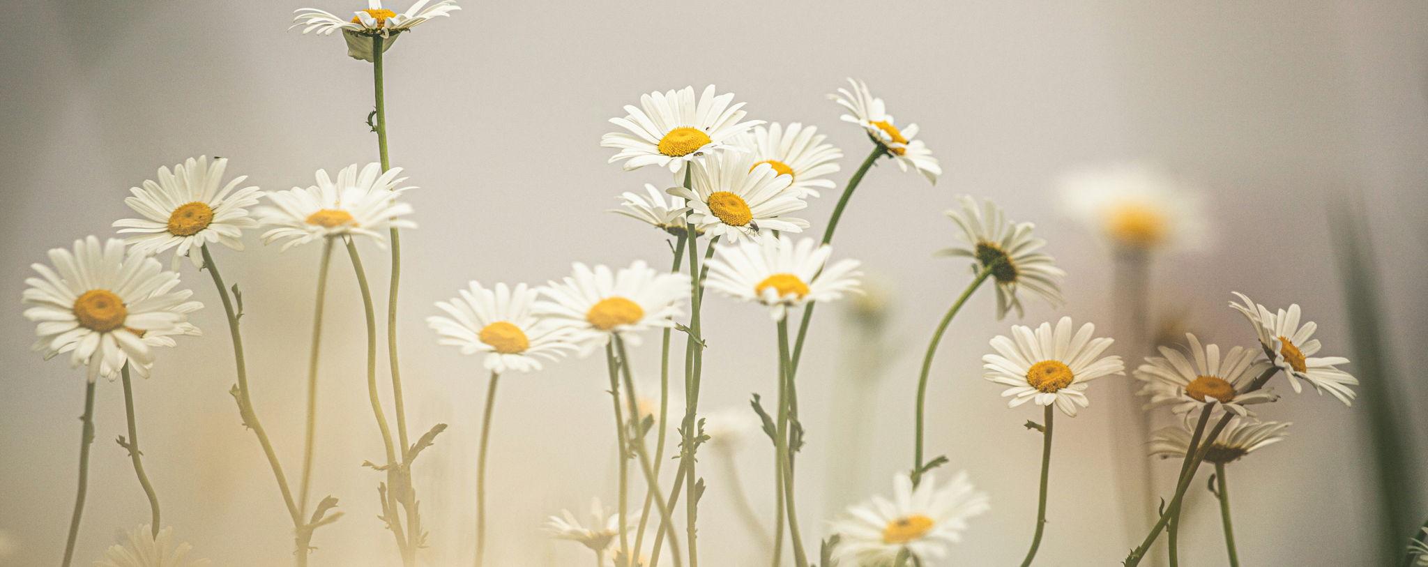 The Wedding Website of Jennifer Anne Layer and William Jack Harmon