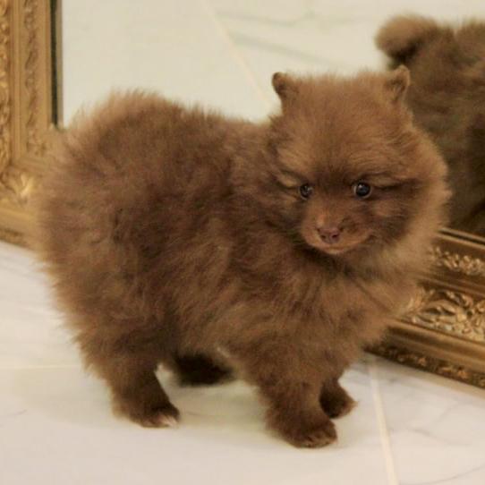 Puppy Fund
