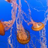 Monterey Bay Aquarium