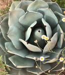 Desert Botanical Garden