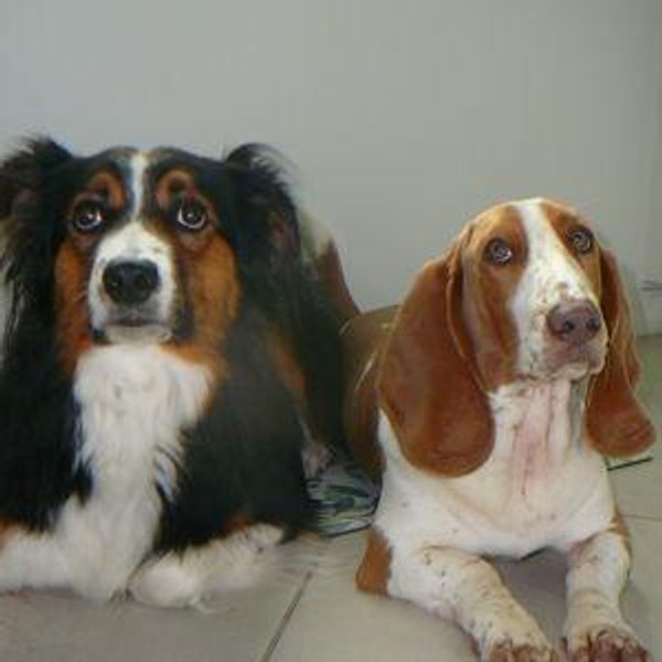 Pet Fund