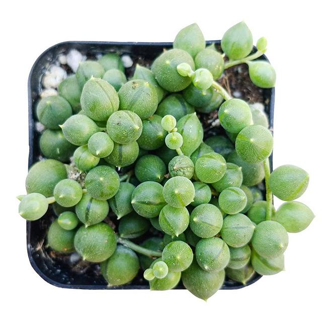 String of Pearls 2 inch | Healthy Succulent String Live Easy Care Indoor House Plant, Fully Rooted in 2/4/6 inch Sizes