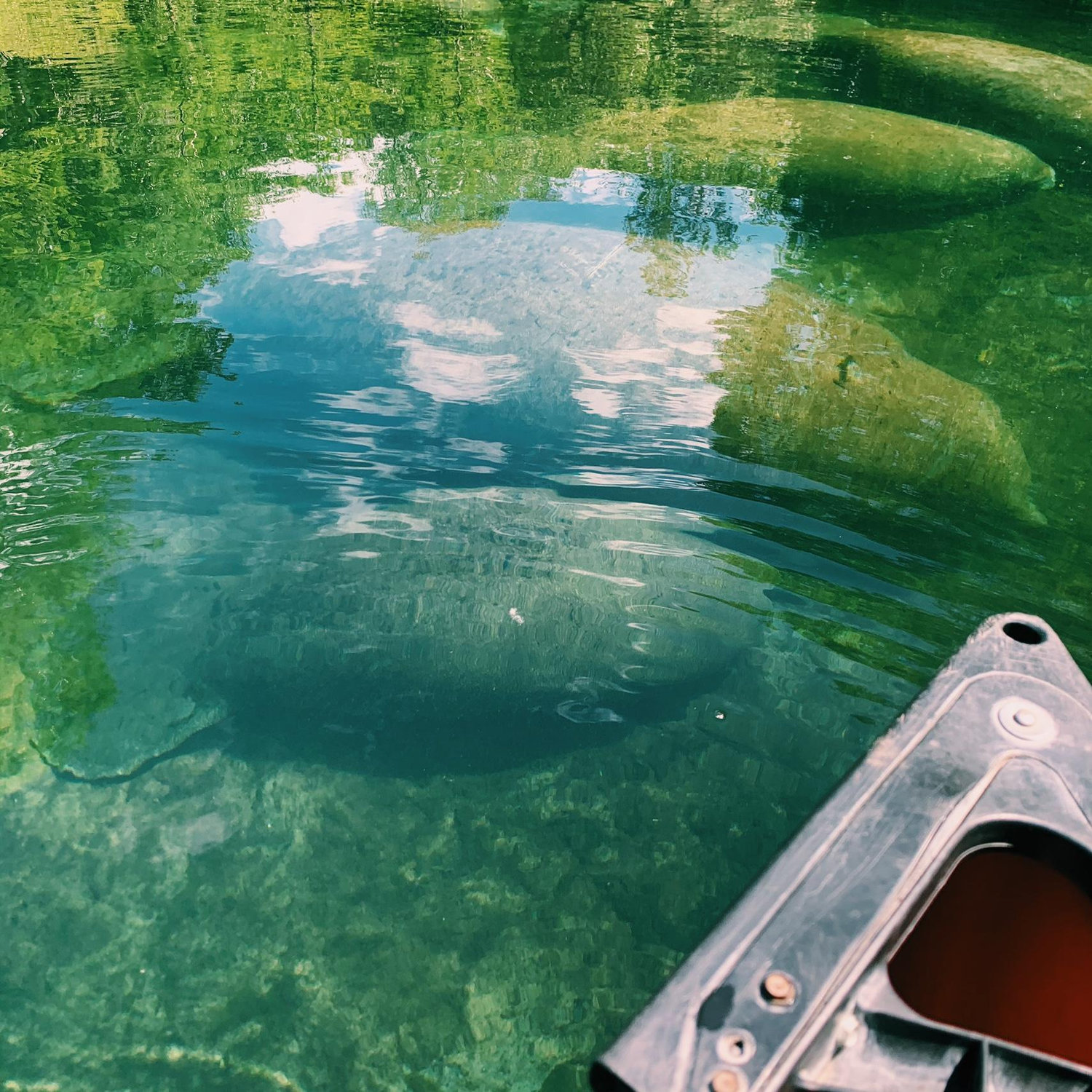 Manatees