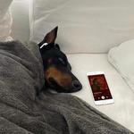 Comfort the Dogs!