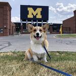 Michigan Stadium