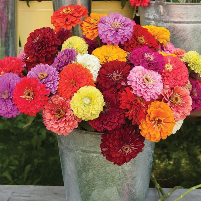 Cut Flower Seeds for our Garden