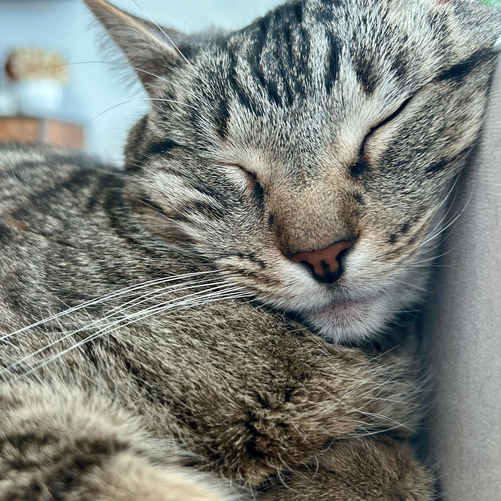 Our first fur baby, Cruz. Look out for our pets’ signature drinks at our wedding!