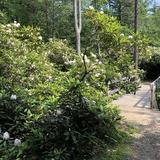 Rhododendron State Park