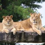 African Lion Safari