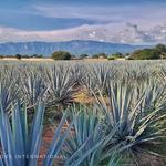 José Cuervo- Fábrica La Rojeña