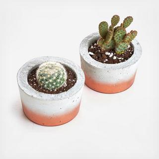 2-Piece Barrel Classic Planter with Cactus Set