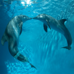 Clearwater Marine Aquarium