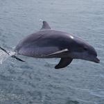 Dolphin Watching (0.3 miles)