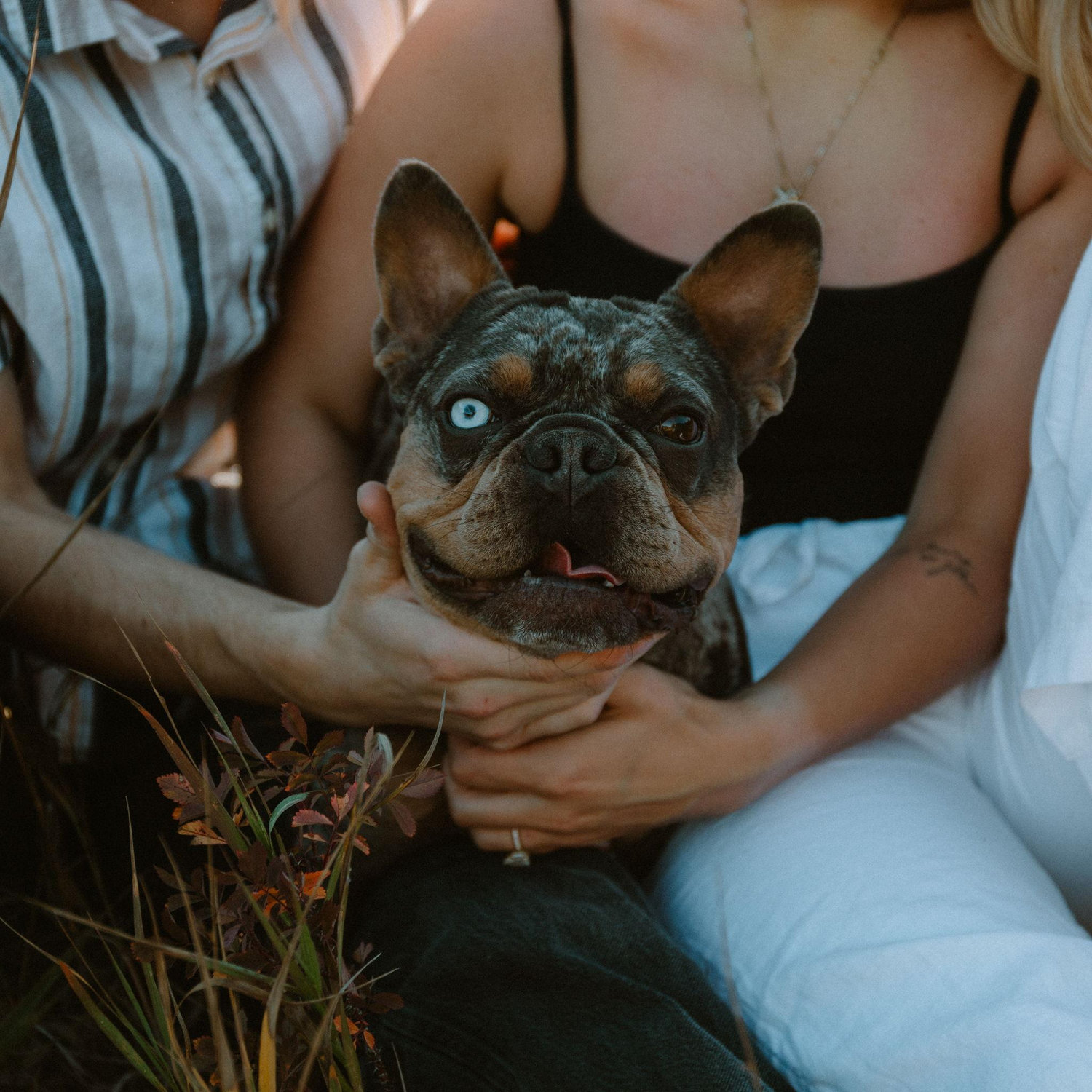Baby Pedro again! We got him for free when we first moved to Bozeman from one my works customers! Engagement Photos 8/30/25