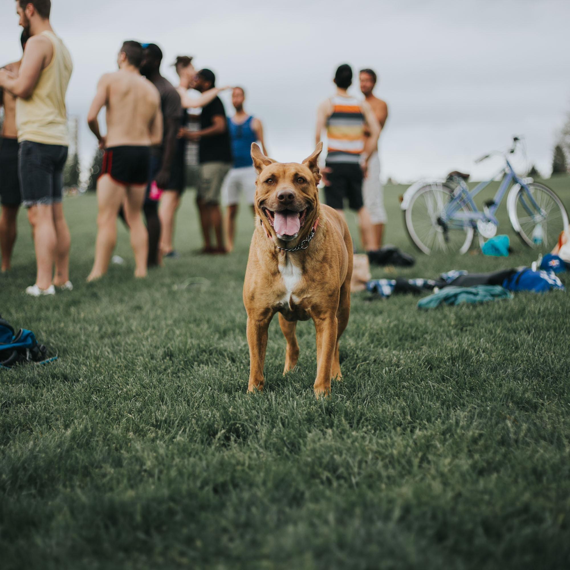Our pooch, Carrie, loved living in Denver with us. One of her favorite things to do was to walk to Cheesman Park and watch us play volleyball.