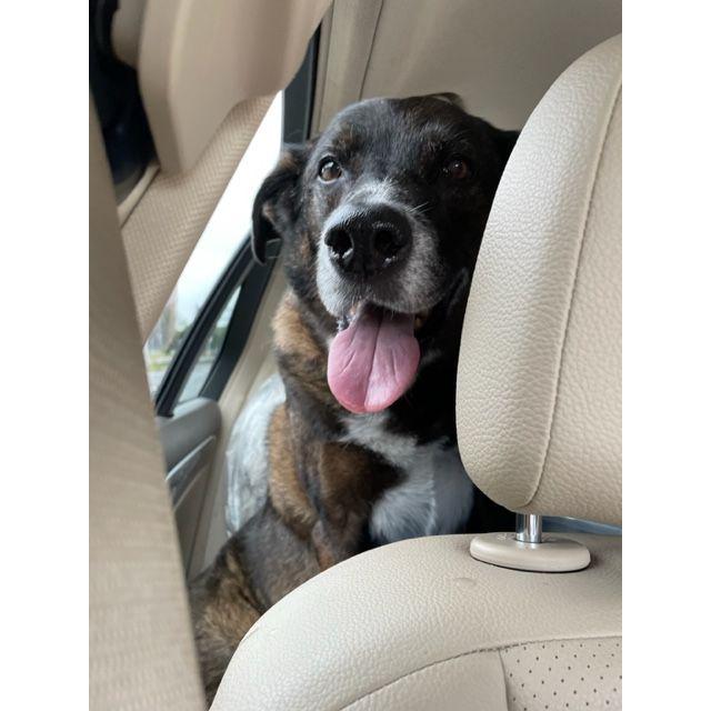 Our best backseat driver - Benny Boop