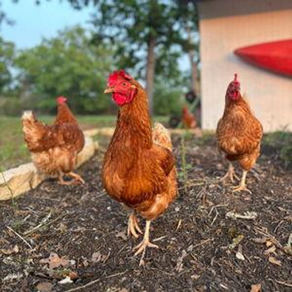 Farm Fund