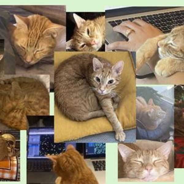 Vet visits for Kass and Shmoo