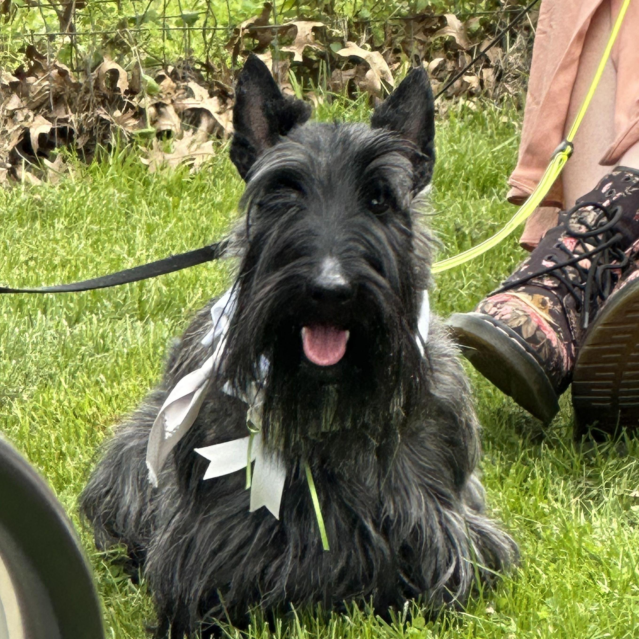 Sebastian in his wedding finery.