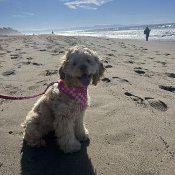 Our Pet Toy/Food Fund