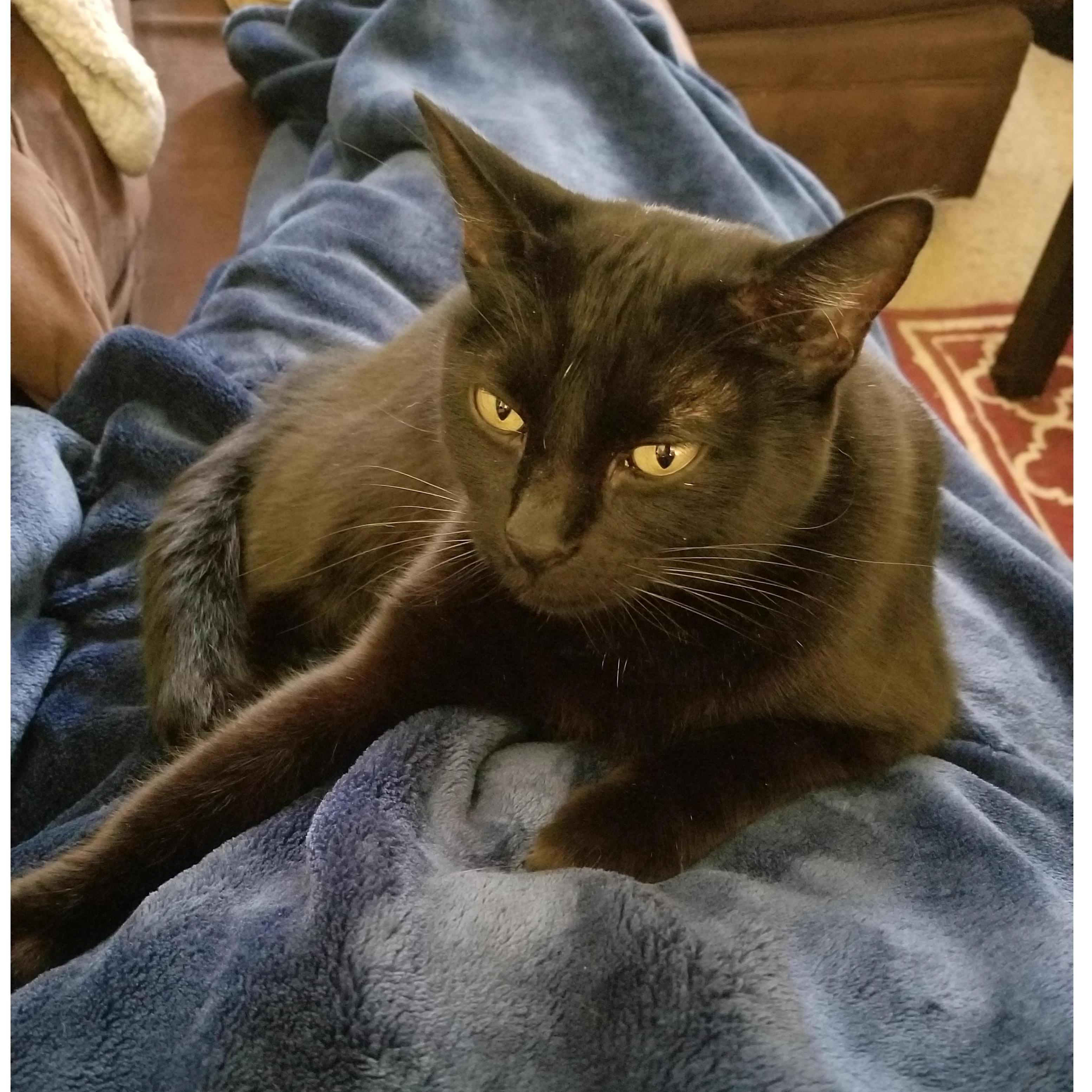 Chloe Mae one of our rescue kitties. She is the reason we have child safety locks on our kitchen drawers but no children (aside from the fur babies of course)