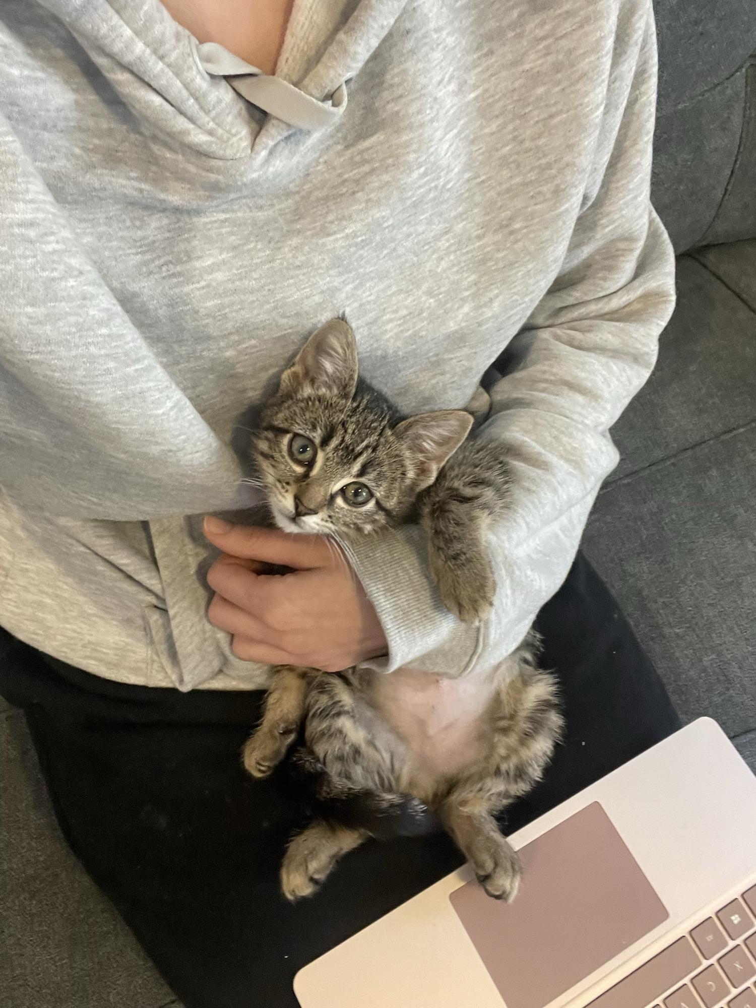 Julianne and Dave rescued a Texas kitten!