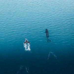 Whale Watching and Northern Light Tour