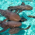 Compass Cay