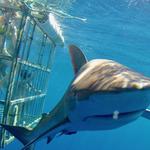 Oahu shark dive