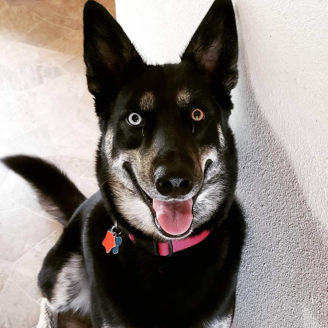 Our beautiful girl Aloy.