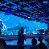 Audubon Aquarium