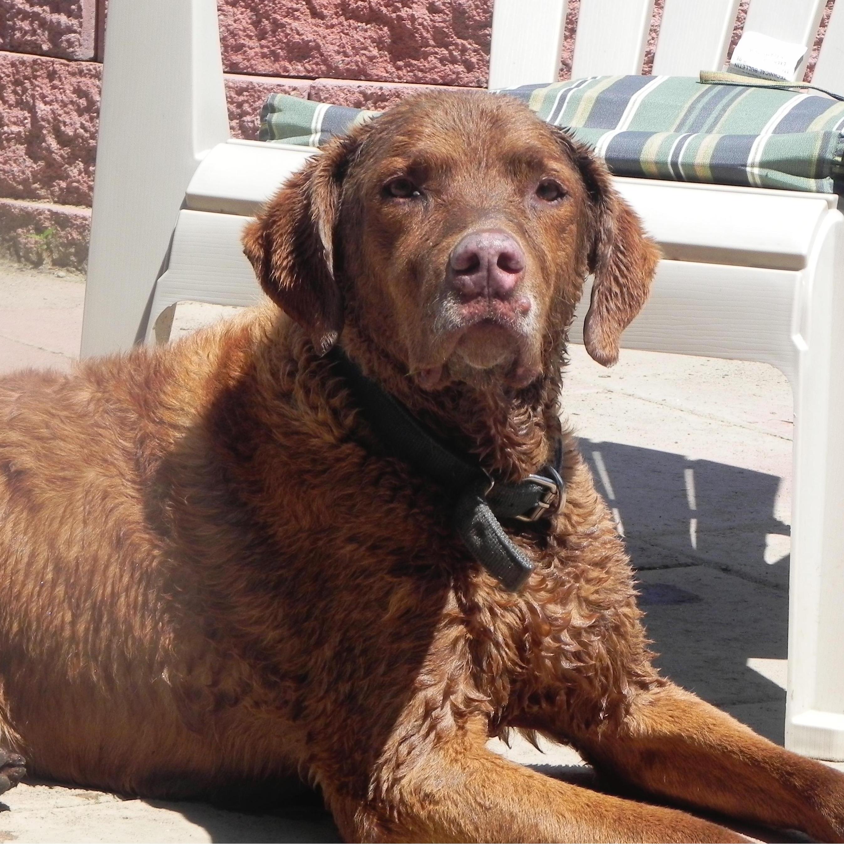 The O'Brien's family dog, Maximus Xavier O'Brien.  Max lived a long wonderful life and was happiest at the family camp in Mallets Bay, chewing on lake rocks.