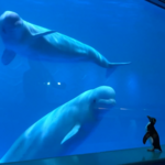 Shedd Aquarium