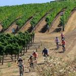 Napa Valley Bike Tours & Rentals