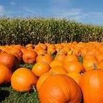 Kuipers Family Farm
