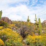 Catalina State Park