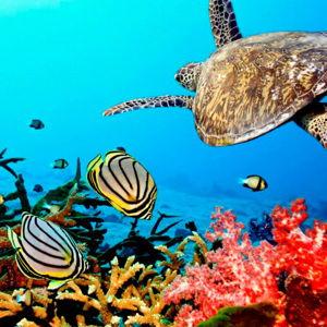 Mnemba Snorkeling Tour - Honeymoon Fund