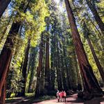 Montgomery Woods State Natural Reserve
