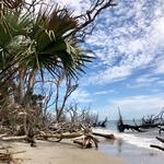 Botany Bay Plantation Heritage Preserve/Wildlife Management Area