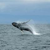 Whale Watching