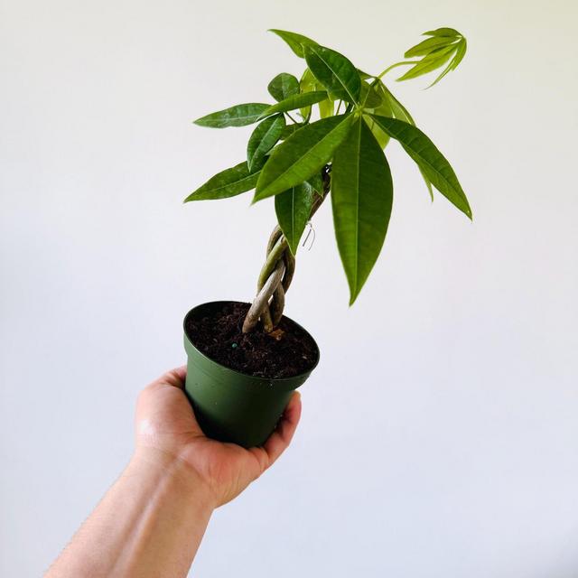 Money Tree - Braided - Pachira aquatica - Easy care house plant - Live Tropical Houseplant