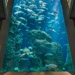 Aquarium Wharf